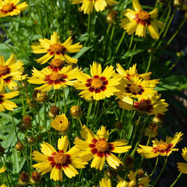 COREOPSIS 'SUNKISS' 1G