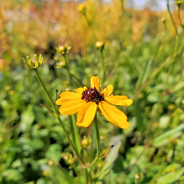 COREOPSIS 'SUMMER SUNSHINE' 1G