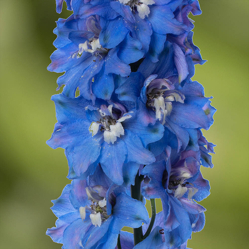 DELPHINIUM 'DELPHINA LT BL/WH'1G