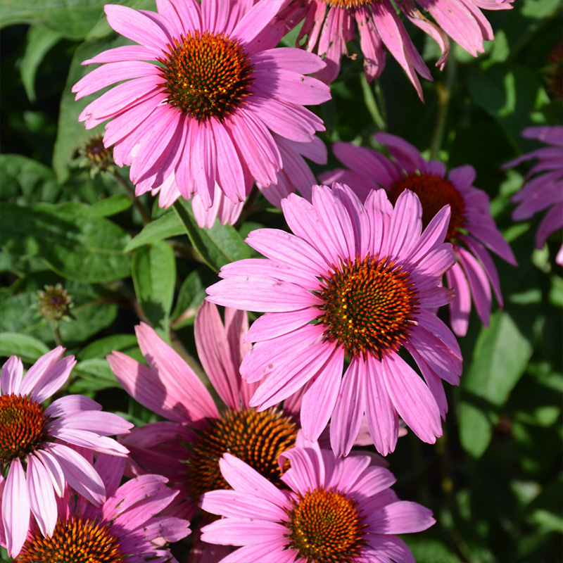 ECHINACEA 'MAGNUS SUPERIOR' 1G