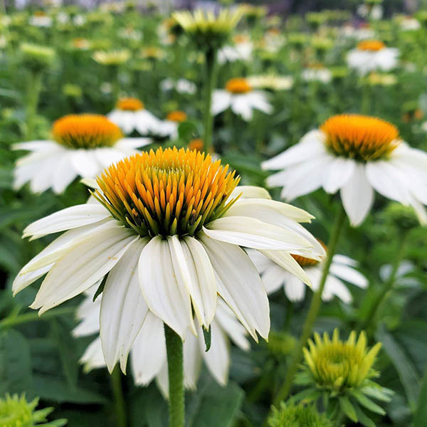 ECHINACEA 'POWWOW WHITE' 1QT