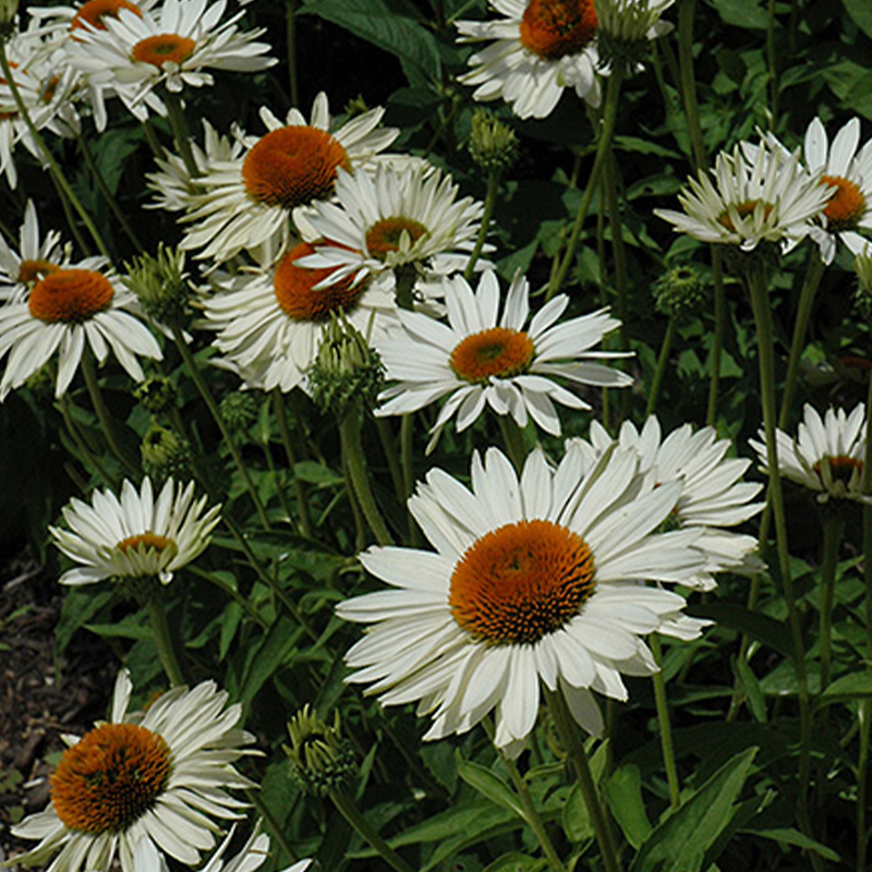 ECHINACEA 'FRAGRANT ANGEL' 1G