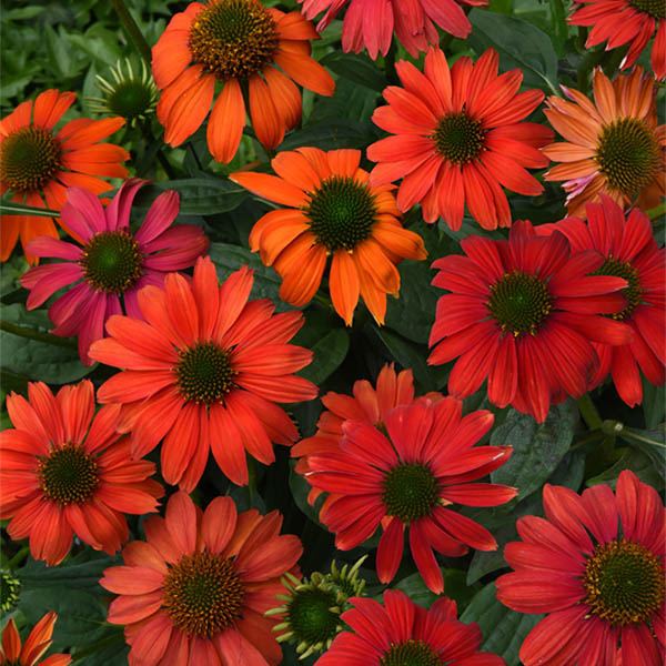 Echinacea 'artisan Red Ombre' 1g