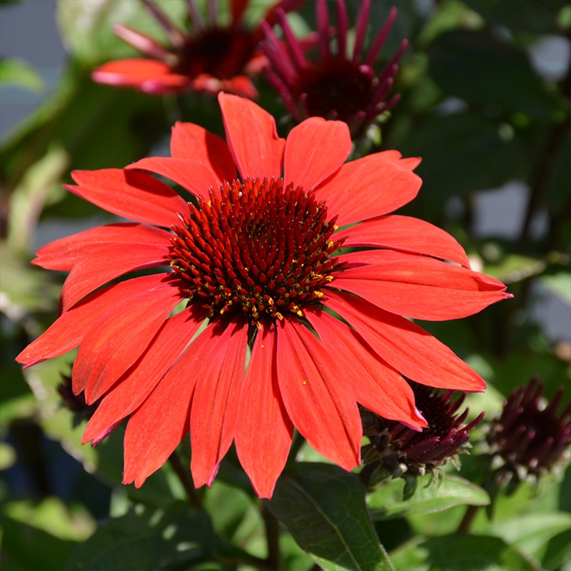 ECHINACEA 'PANAMA RED' 1G