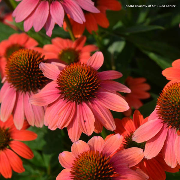 ECHINACEA 'SOMB HOT CORAL' 1G