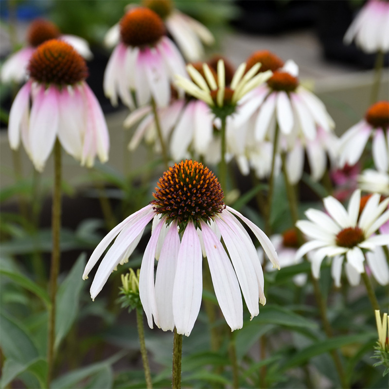 ECHINACEA 'PRETTY PARASOLS' 1G