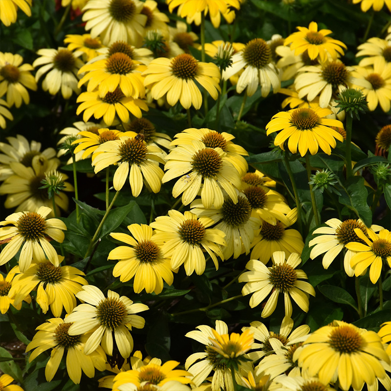 ECHINACEA 'SUMMER SOLSTICE' 1G