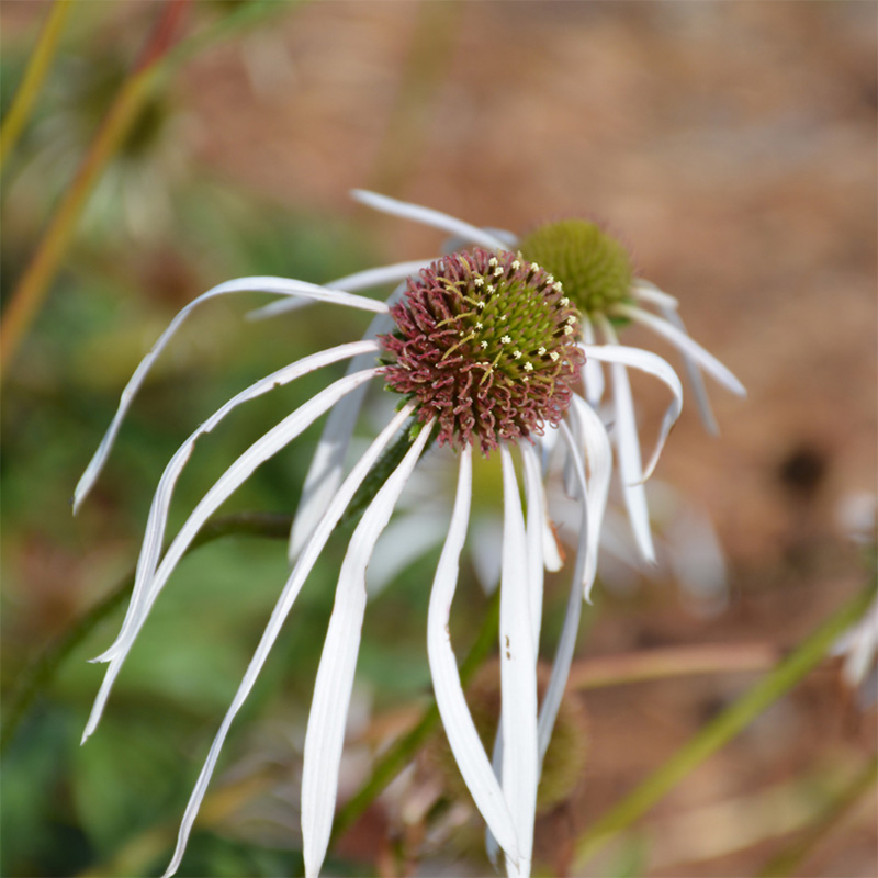 ECHINACEA 'HULA DANCER 1G