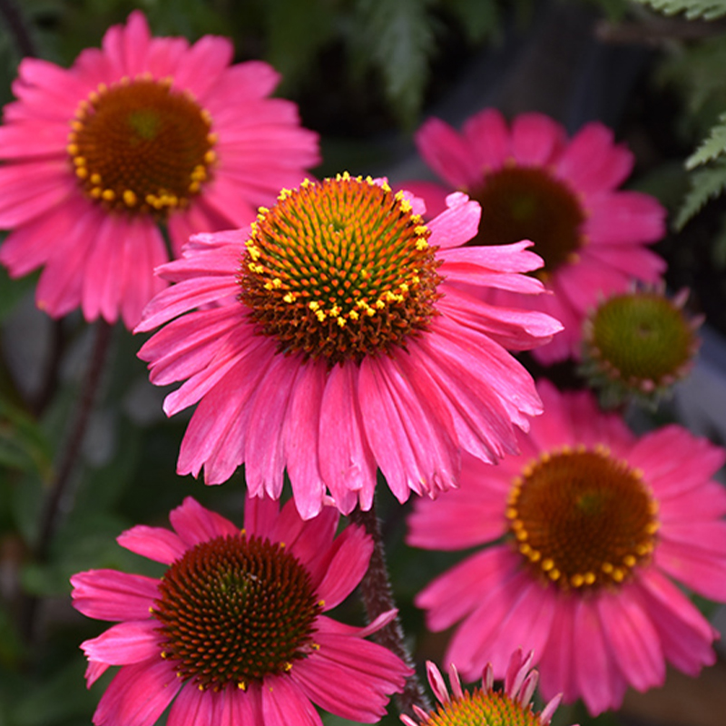 ECHINACEA 'SENSATION PINK' 1G