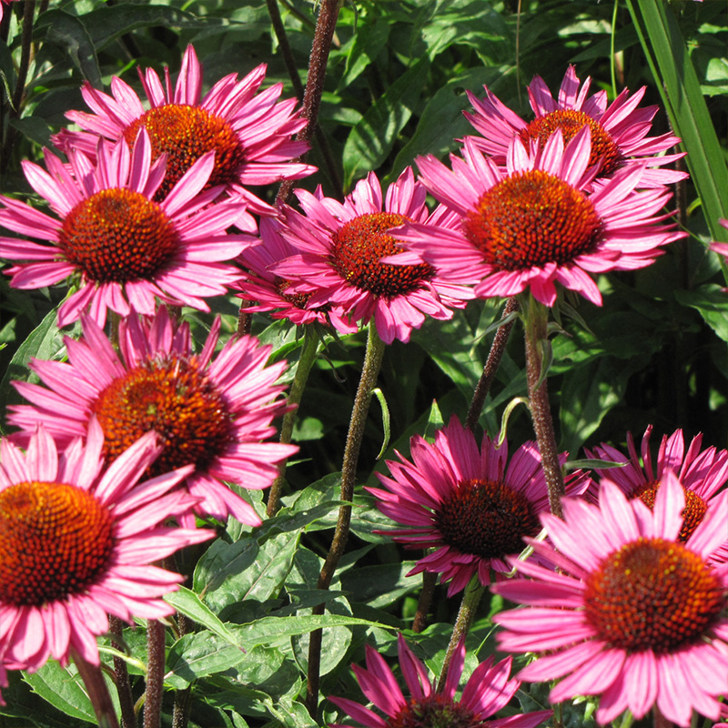 ECHINACEA 'VINTAGE WINE' 1G