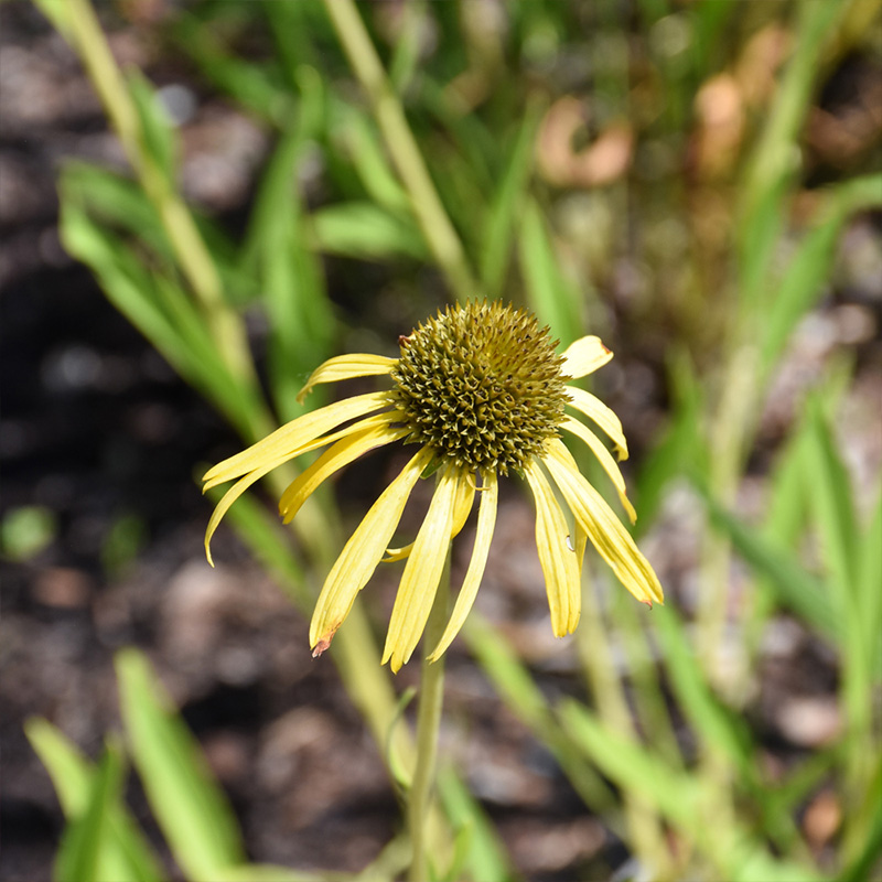 ECHINACEA 'PARADOXA' 1G