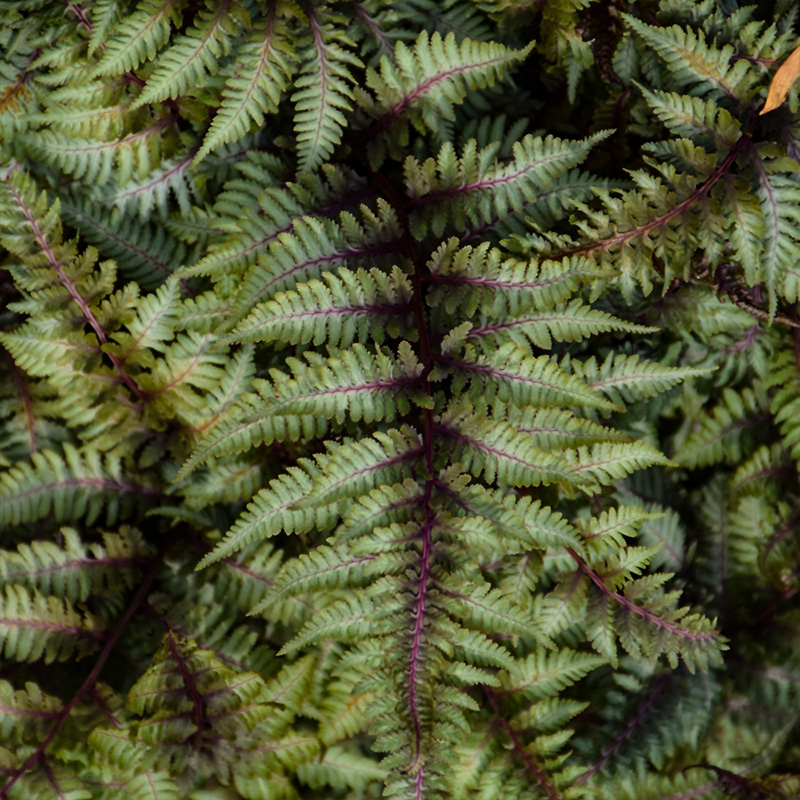 FERN 'JAPANESE PAINTED' 1G