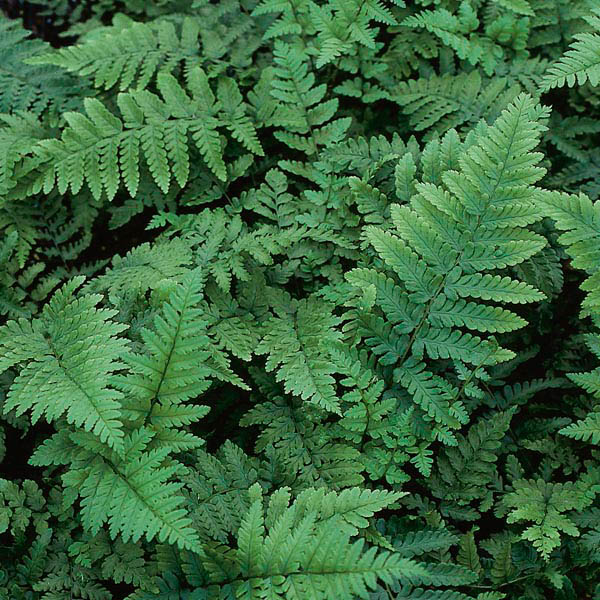 FERN 'EASTERN WOOD' 1G