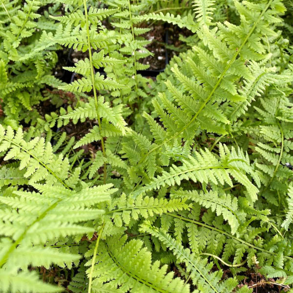 FERN 'VICTORIA LADY' 1G