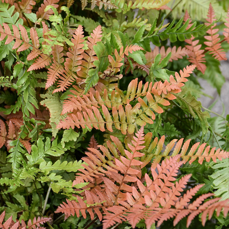 FERN 'BRILLIANCE' QT