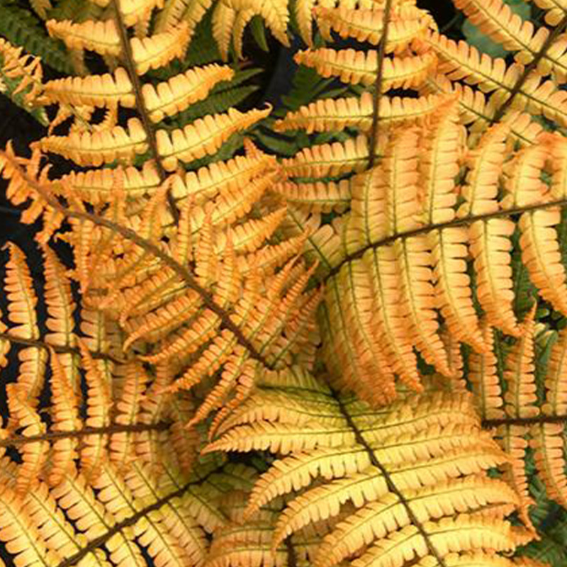 FERN 'JURASSIC GOLD' 1G