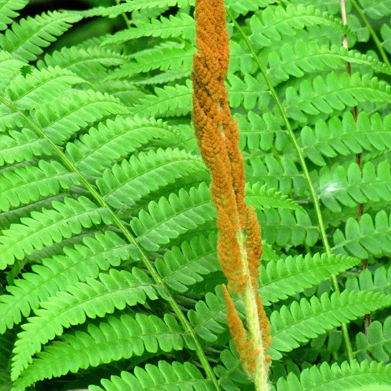 FERN 'CINNAMON' 1G