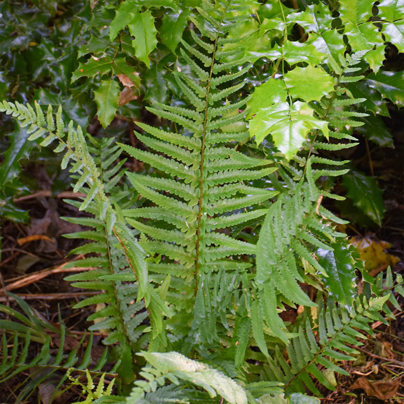 FERN 'TOKYO WOOD' 1G