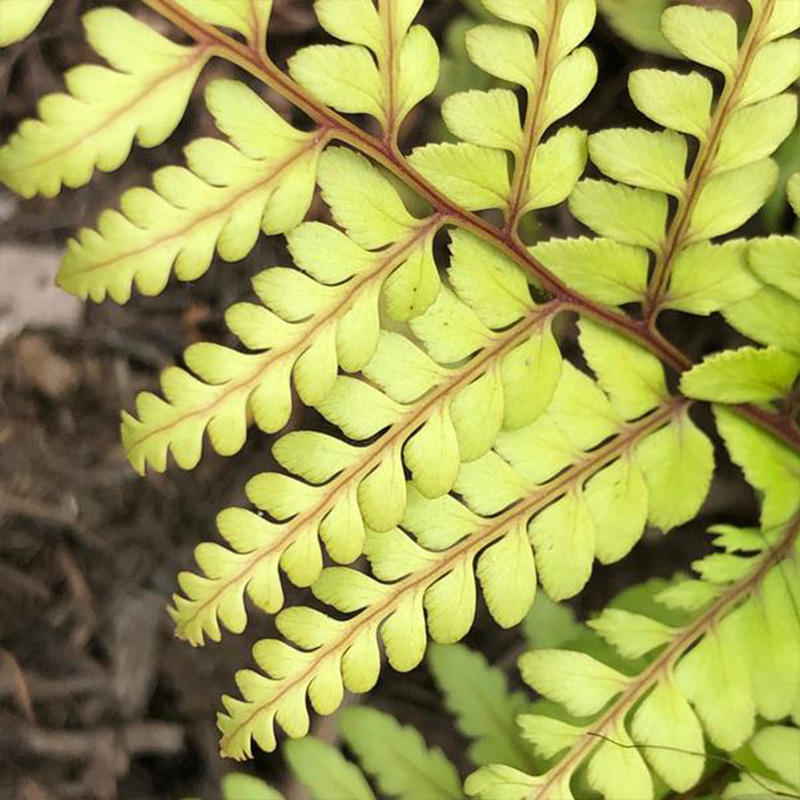 FERN 'LIMELIGHT LADY' 1QT