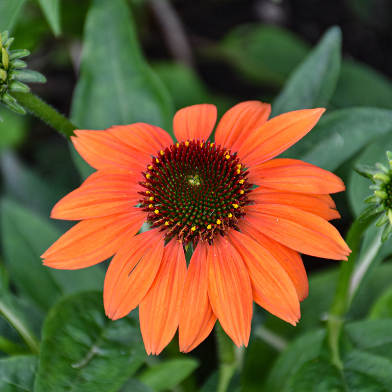 ECHINACEA 'PRAIRIE ORNG SUNS' 1G