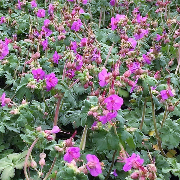 GERANIUM 'BEVAN'S VARIETY' 1G
