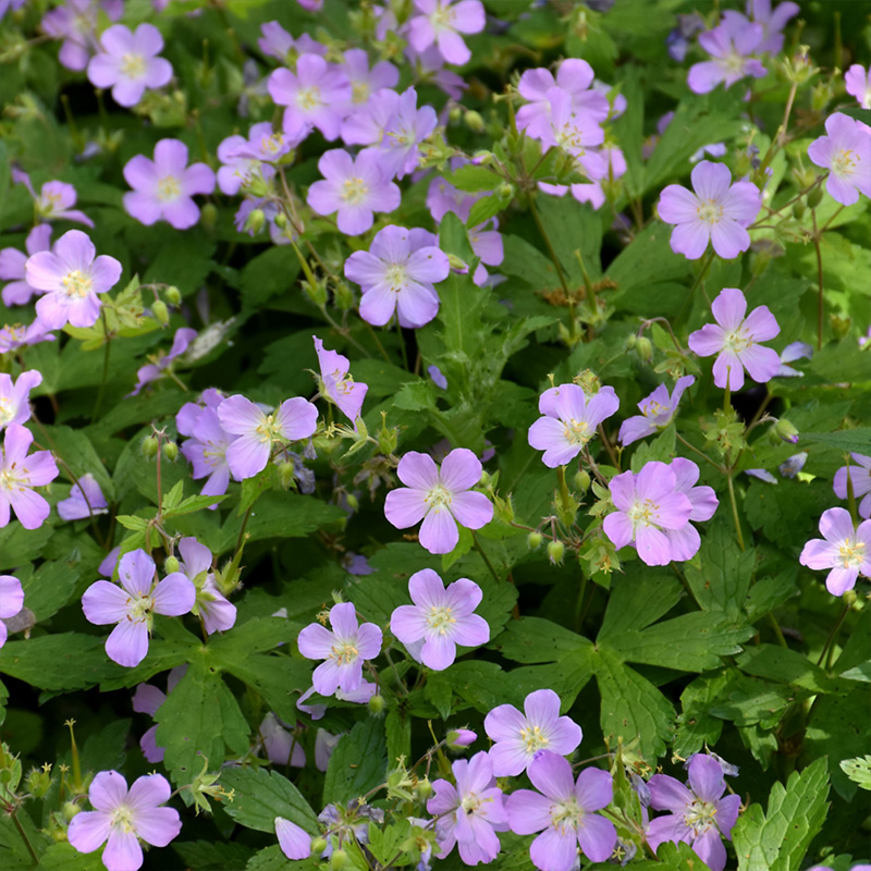 GERANIUM MACULATUM 1G