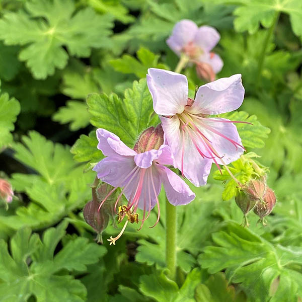 GERANIUM 'INGWERSEN VAR' 1G