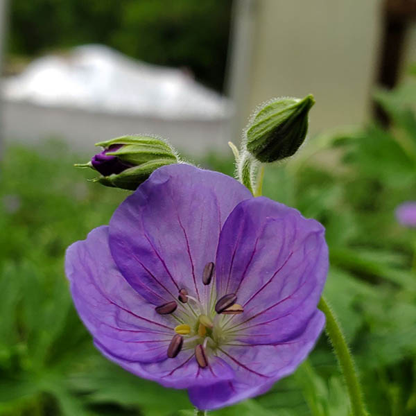 GERANIUM 'BROOKSIDE' 1G