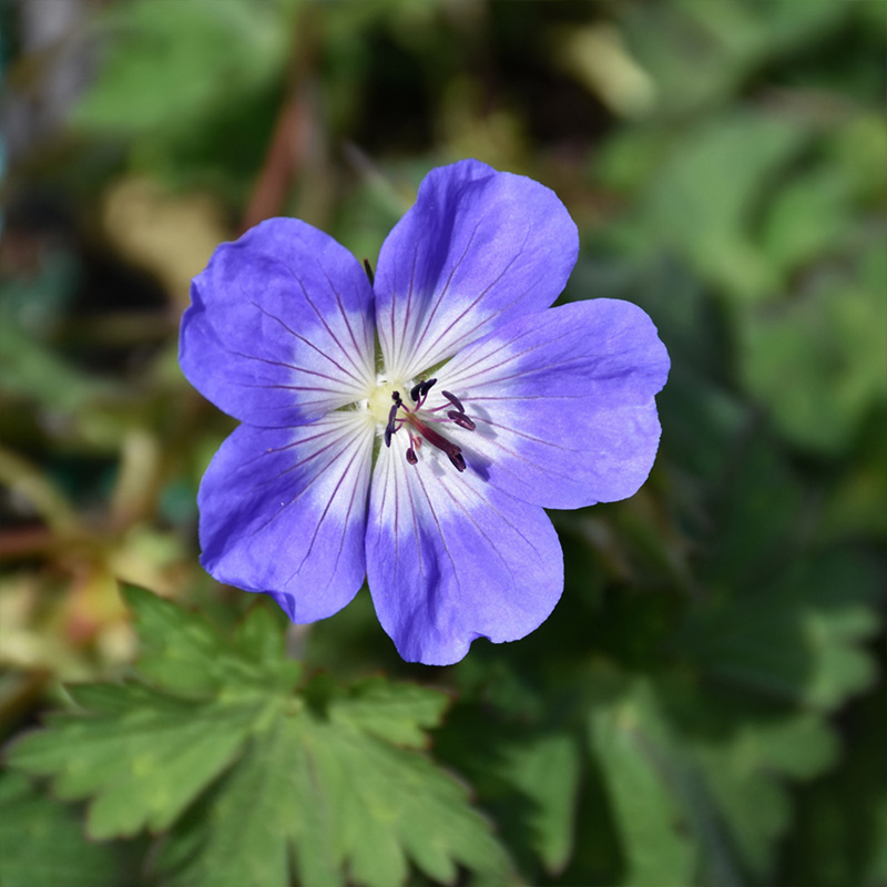 GERANIUM 'AZURE RUSH' 1G