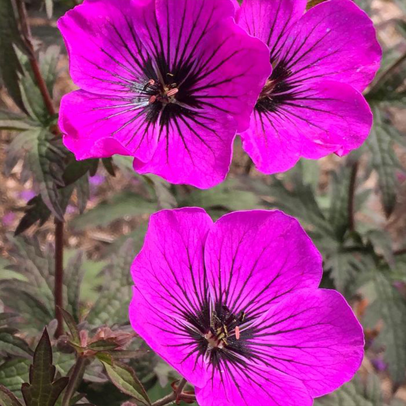 GERANIUM 'DARK EYES' 1G