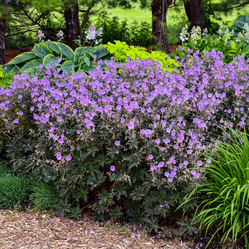 GERANIUM 'BOOM CHOCOLATTA' 1G
