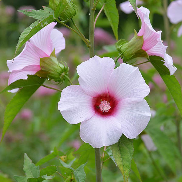 HIBISCUS 'LAEVIS' 1G