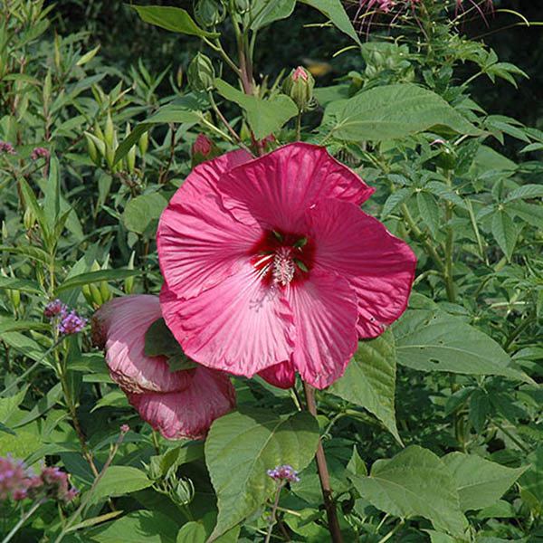 HIBISCUS 'HEAD OVR HEELS BLUSH'