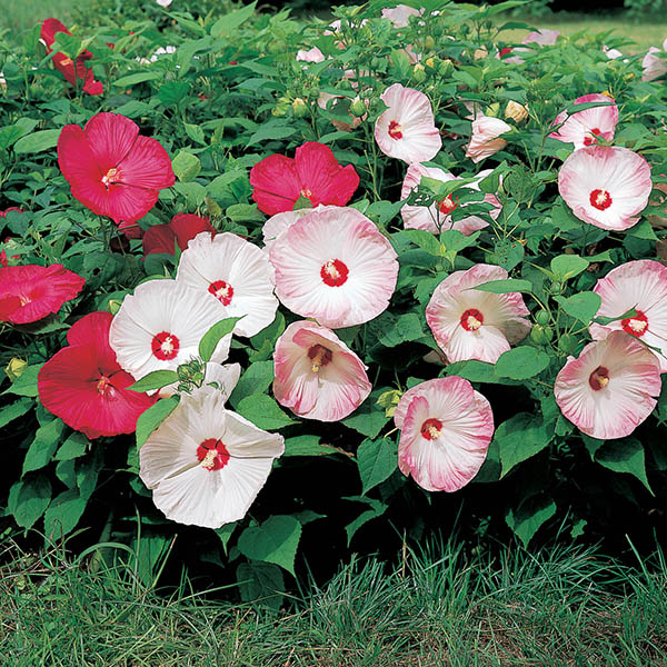 HIBISCUS 'HEAD OVR HEELS PSSION'