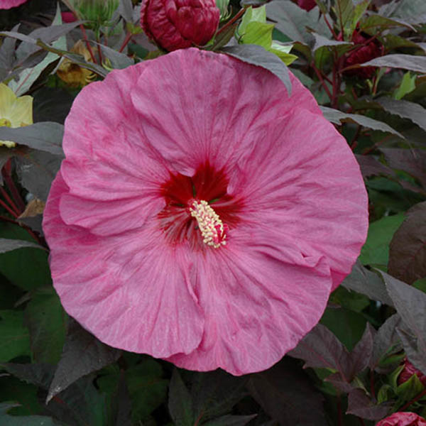 HIBISCUS 'BERRY AWESOME' 2G