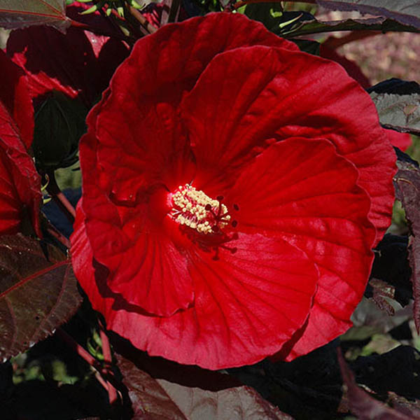 HIBISCUS 'MIDNIGHT MARVEL' 3G