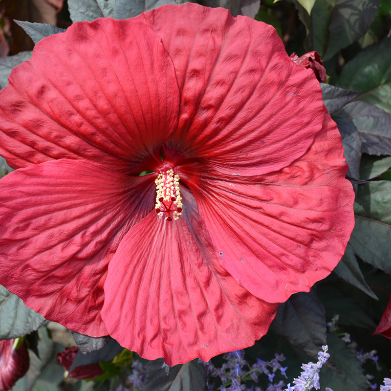 HIBISCUS 'HOLY GRAIL' 2G