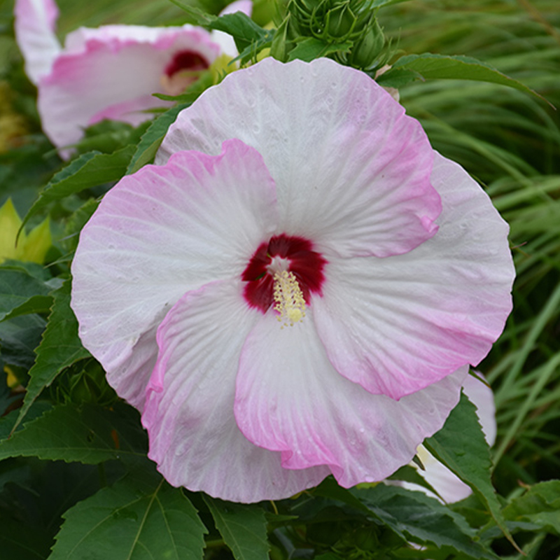HIBISCUS SUMMERIFIC ASST 2G