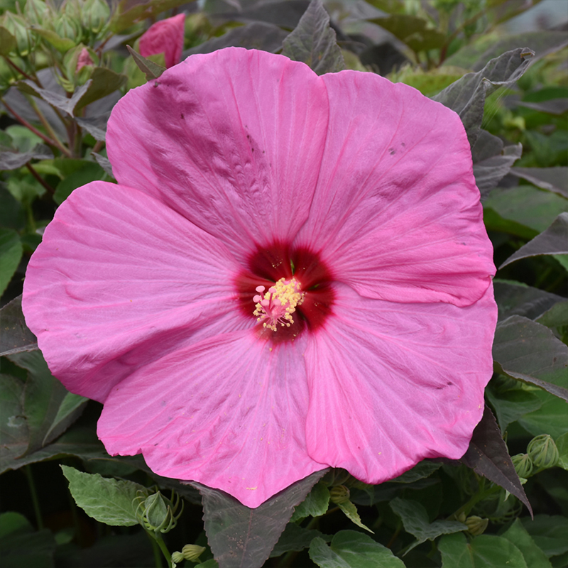 HIBISCUS 'ADORE' 5G