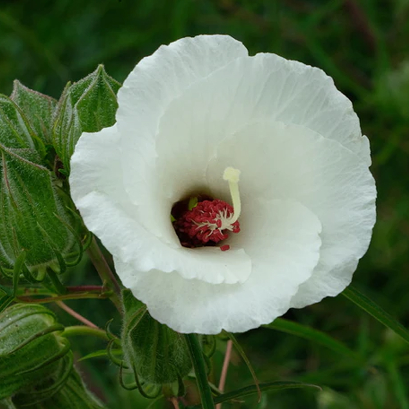 HIBISCUS DASYCALYX 1G