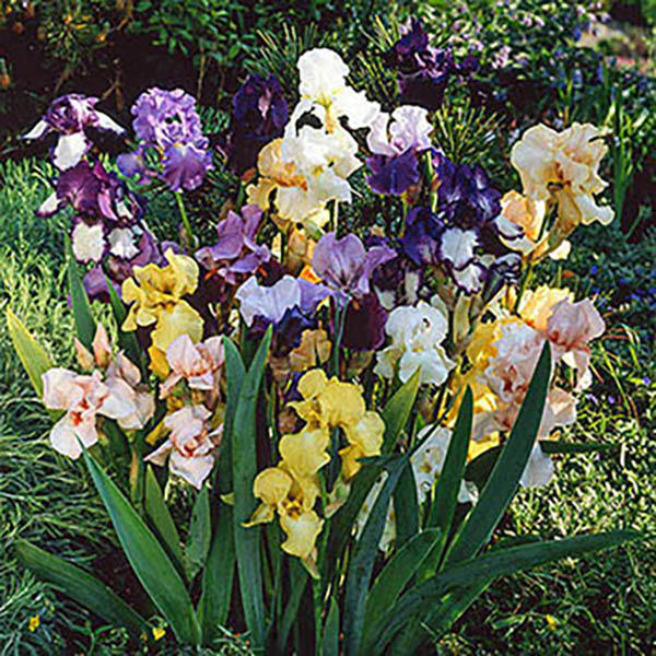 IRIS 'GERMANICA' MIX 1G