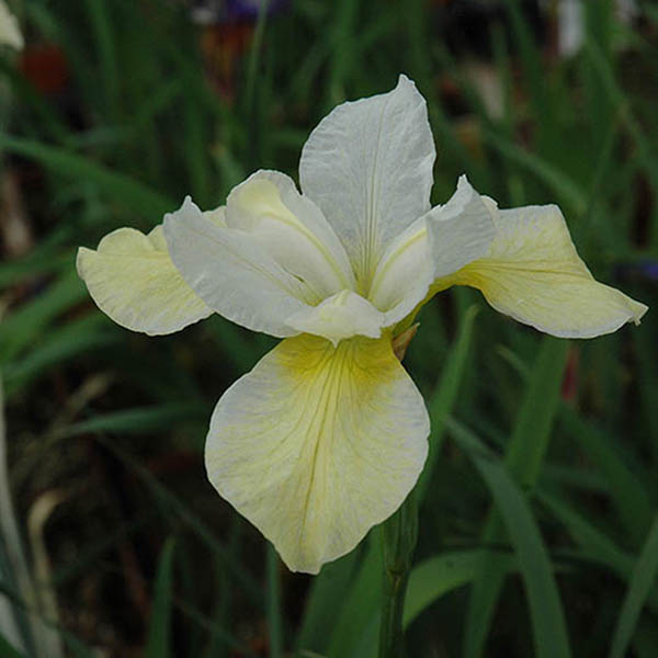 IRIS 'BUTTER & SUGAR' 1G