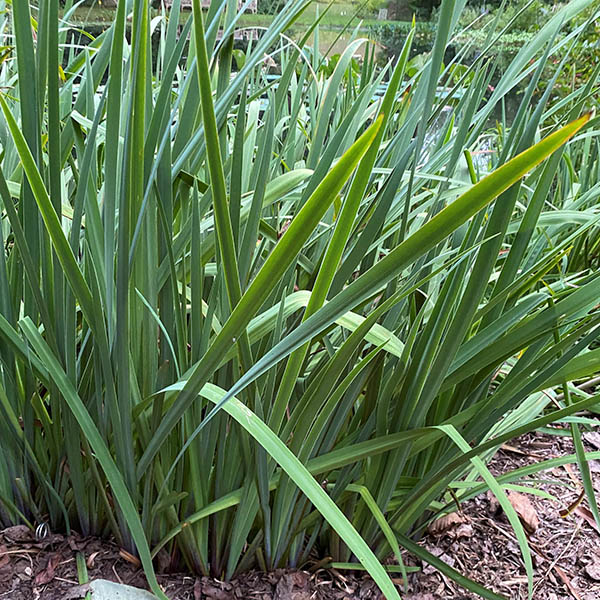 Iris 'versicolor Purpl Flame' 1g