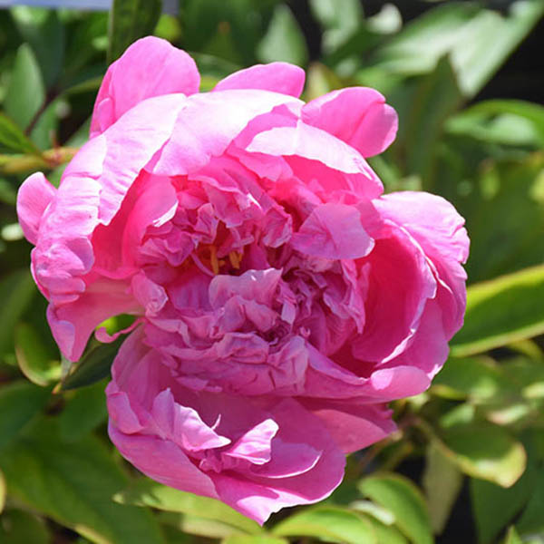 Paeonia 'Dr. Alexander Fleming'