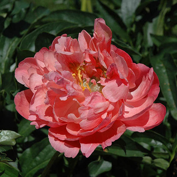 PAEONIA 'CORAL SUNSET' 2G