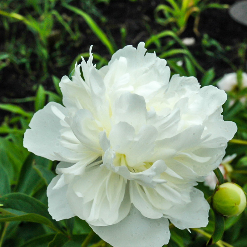 Paeonia 'gardenia' 2g
