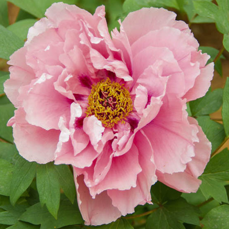 PAEONIA 'ITOH FIRST ARRIVAL' 5G
