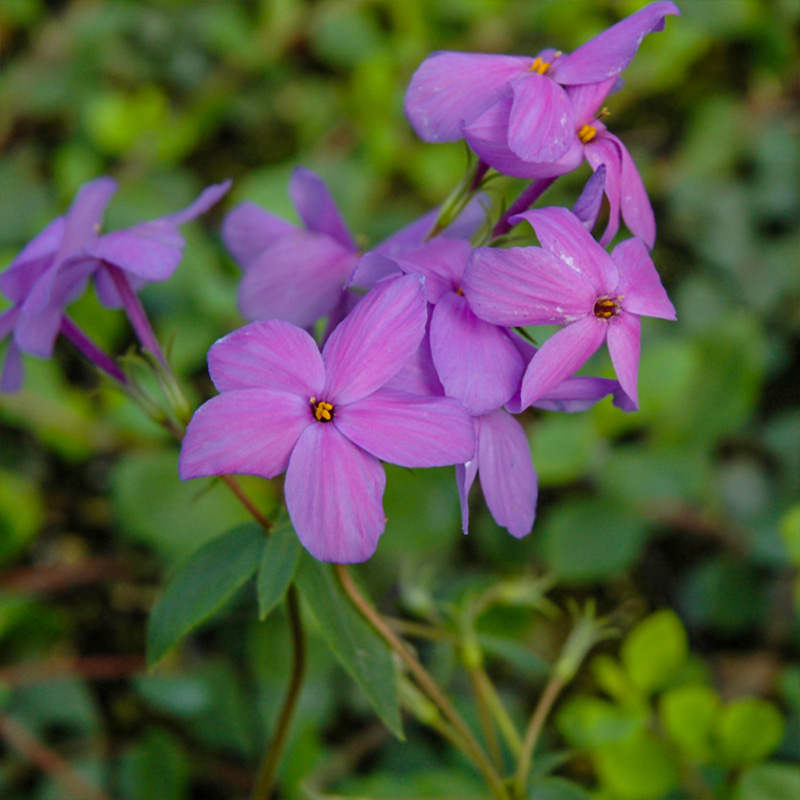 PHLOX 'SHERWOOD PURPLE' 1G