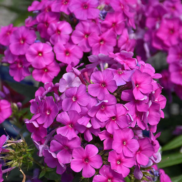 PHLOX 'FLAME PURPLE' 1G