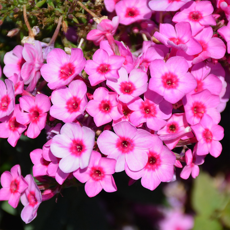 PHLOX 'FLAME PINK POP' 1G